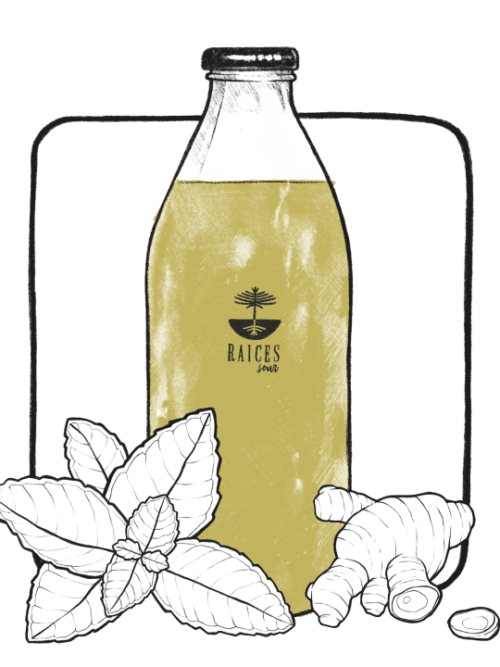 Pisco Menta Jengibre